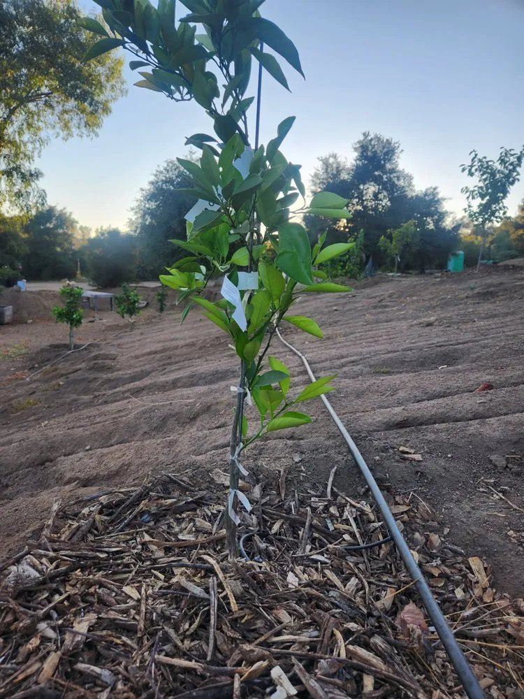 Top-rated landscape installation for year-round maintenance in Escondido, CA by Green Pacific Landscaping