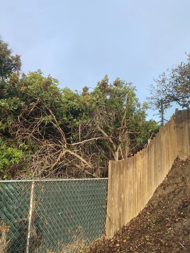 Professional garden landscaping in Escondido, CA by Green Pacific Landscaping