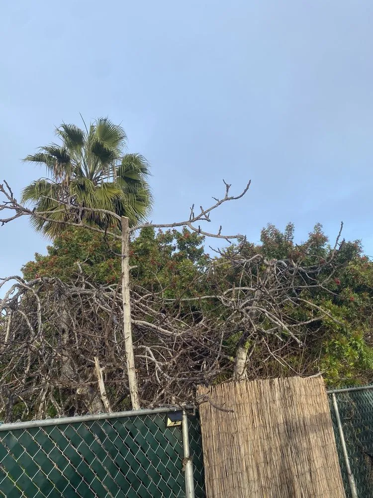 Reliable landscape design in Escondido, CA by Green Pacific Landscaping