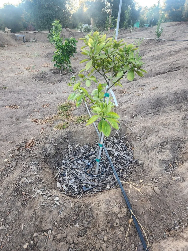 Top-rated landscape design in Escondido, CA - Green Pacific Landscaping