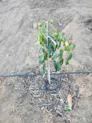 Green Pacific Landscaping Logo