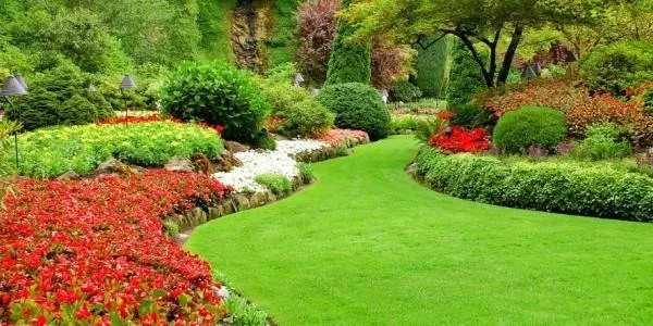 Green Palm Landscape