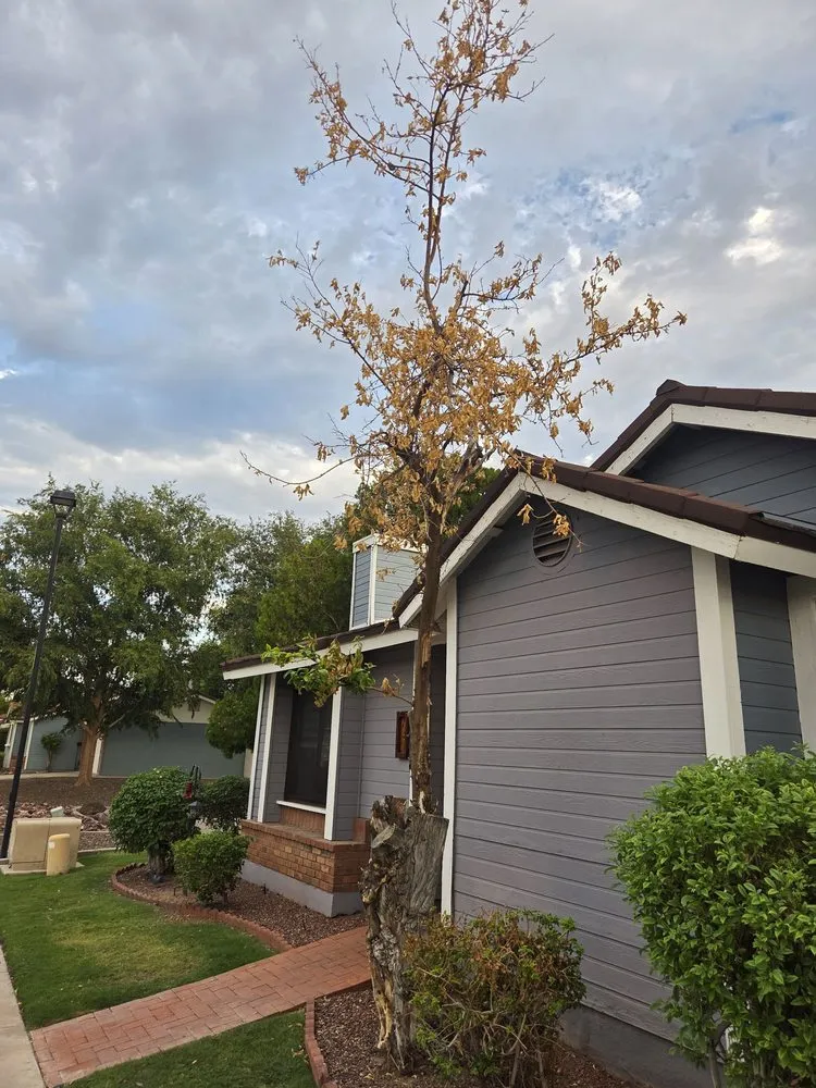 Top-rated landscaping services in Phoenix, AZ - Green Paradise Landscaping Services