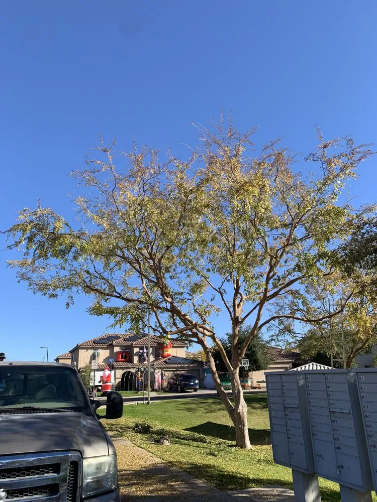 Top-rated landscape design in Phoenix, AZ - Green Paradise Landscaping Services