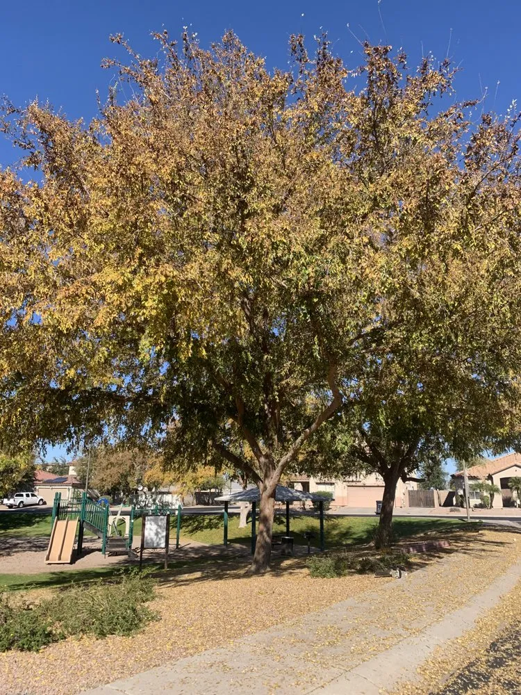 Affordable residential landscaping with custom design across Phoenix, AZ - Green Paradise Landscaping Services