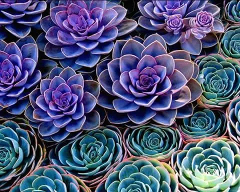 Expert yard cleanup service experts serving Sylmar, CA - Green Passion Landscape & Hardscape