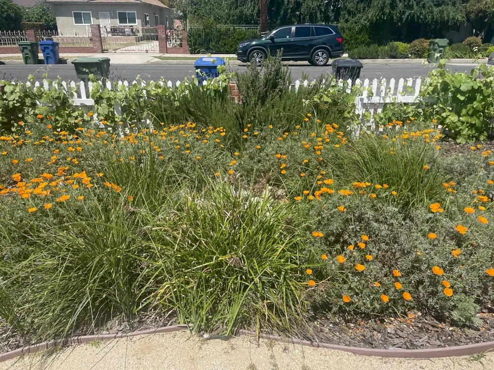 Local residential landscaping for year-round maintenance in Sylmar, CA by Green Passion Landscape & Hardscape