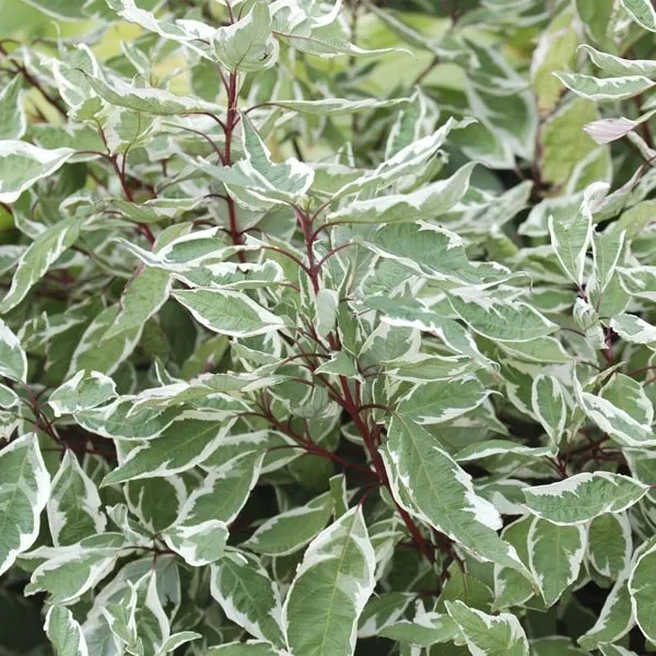 Local landscape installation experts serving Chelsea, MI - Green Pastures