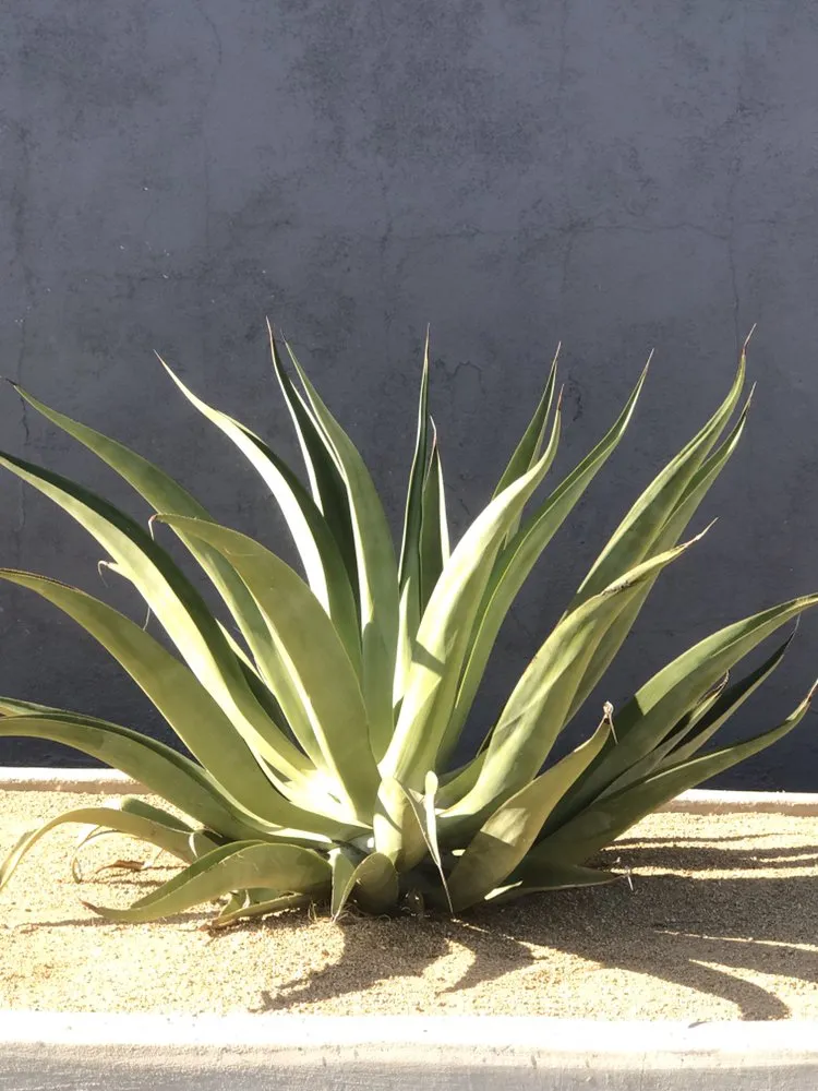 Local yard cleanup service in Long Beach, CA - Green Pastures Sprinkler Systems