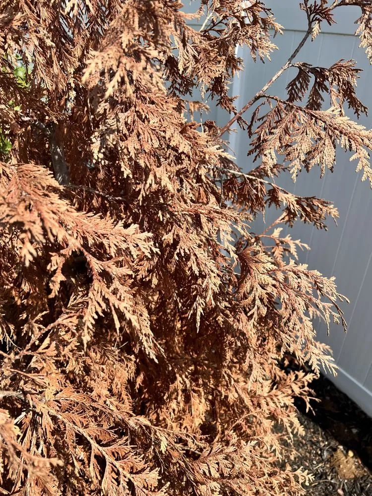 Affordable lawn mowing service in Murfreesboro, TN by Green Path Landscape Company