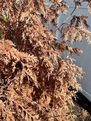 Green Path Landscape Company Logo