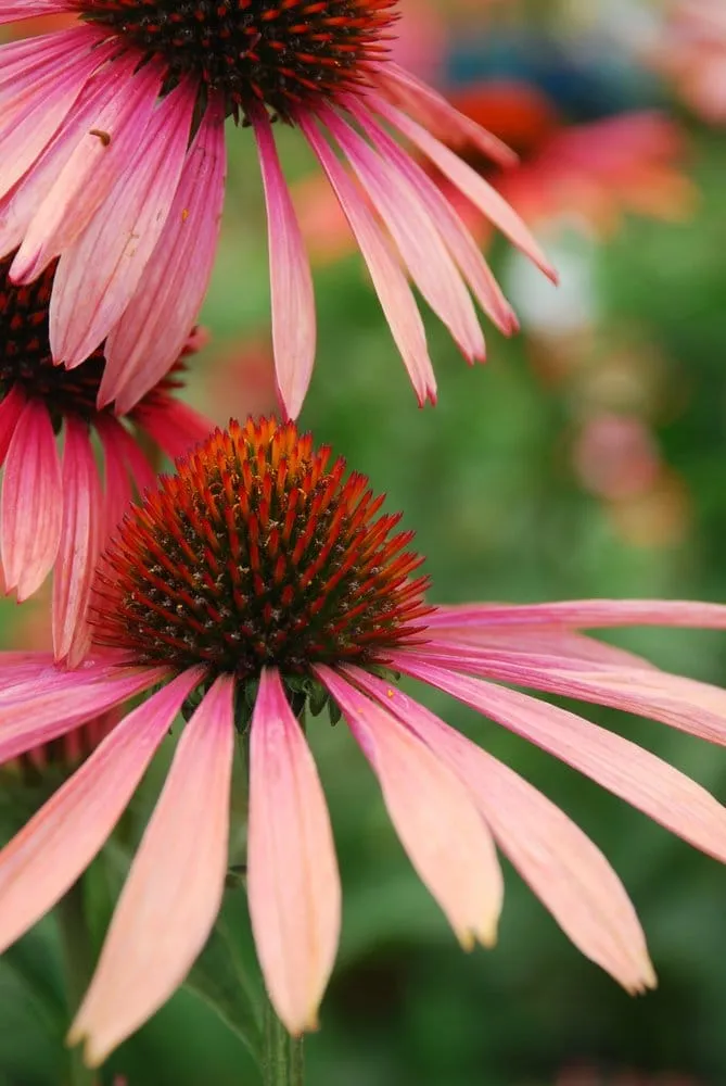 Reliable landscape design in Los Altos, CA by Green Patio Landscape Design