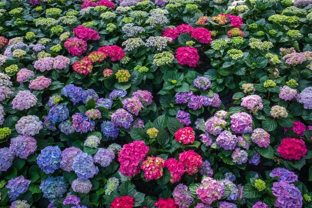 Local landscape installation for homes in Hiram, GA by Green Pear Landscapes