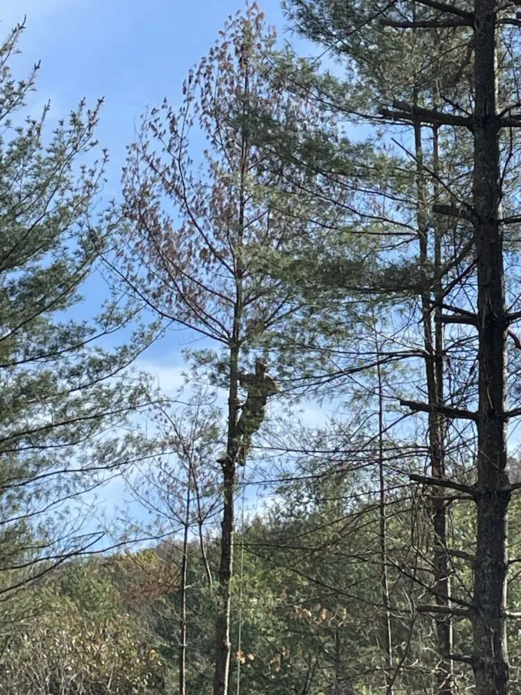 Expert landscape design near you across Winder, GA - Green Pines Tree Solutions