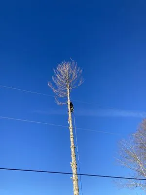 Green Pines Tree Solutions Logo