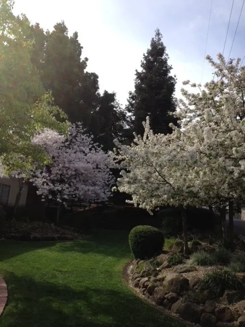 Reliable landscape installation in Brentwood, CA - Green Planet Landscape