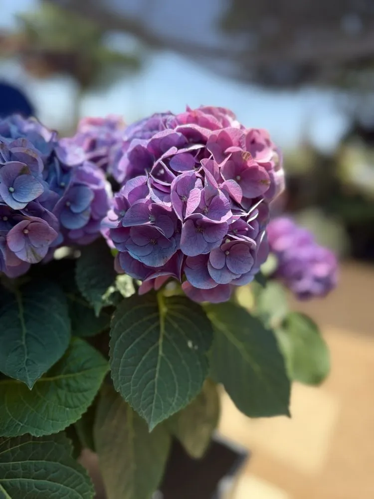 Expert lawn care service for residential properties across Austin, TX - Green Planet Scapes of Austin