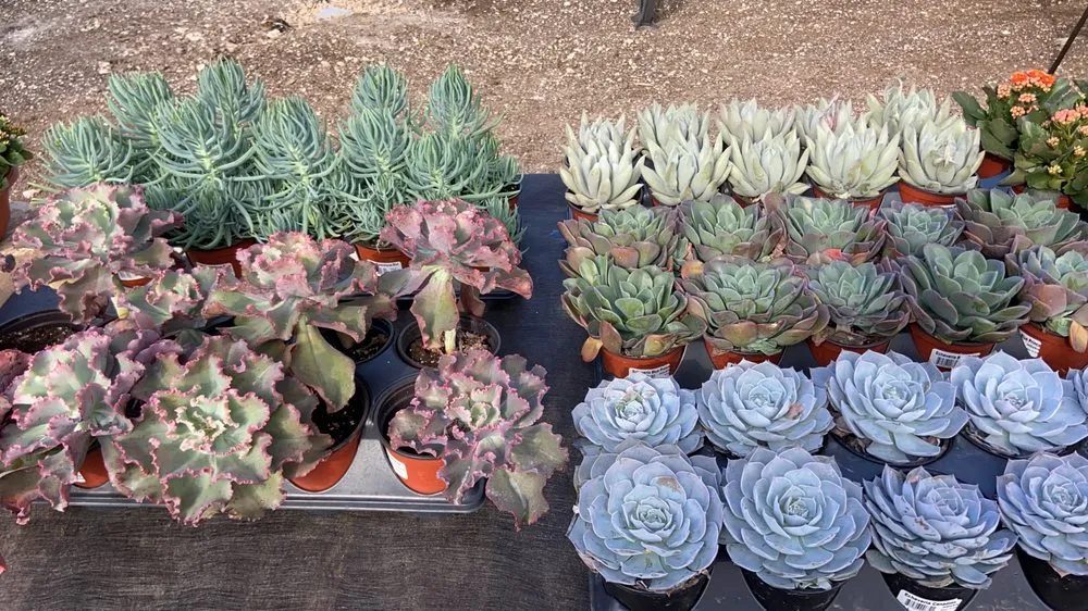 Expert landscaping services in Austin, TX - Green Planet Scapes of Austin