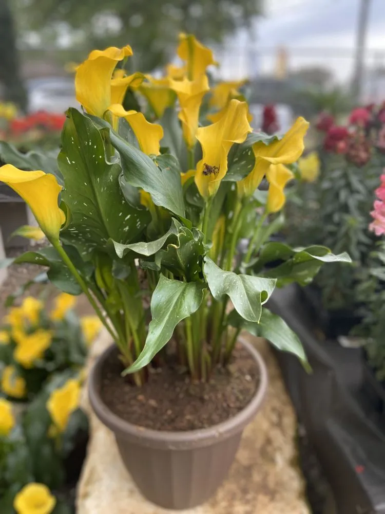Trusted landscape installation for homes in Austin, TX by Green Planet Scapes of Austin