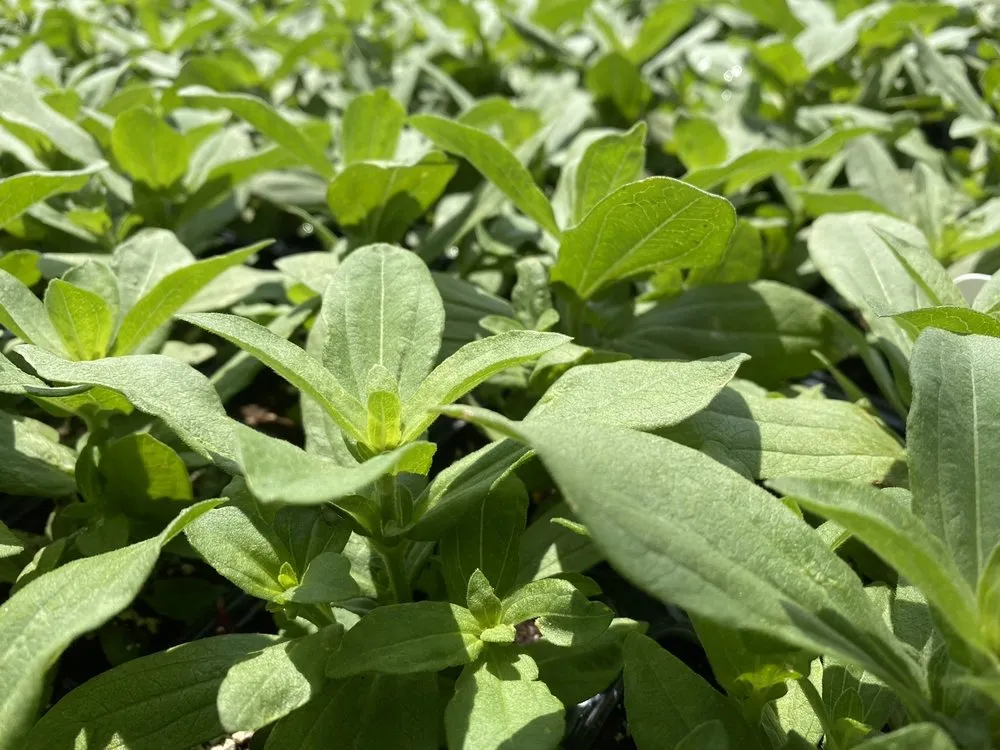 Professional outdoor landscaping experts serving Austin, TX - Green Planet Scapes of Austin