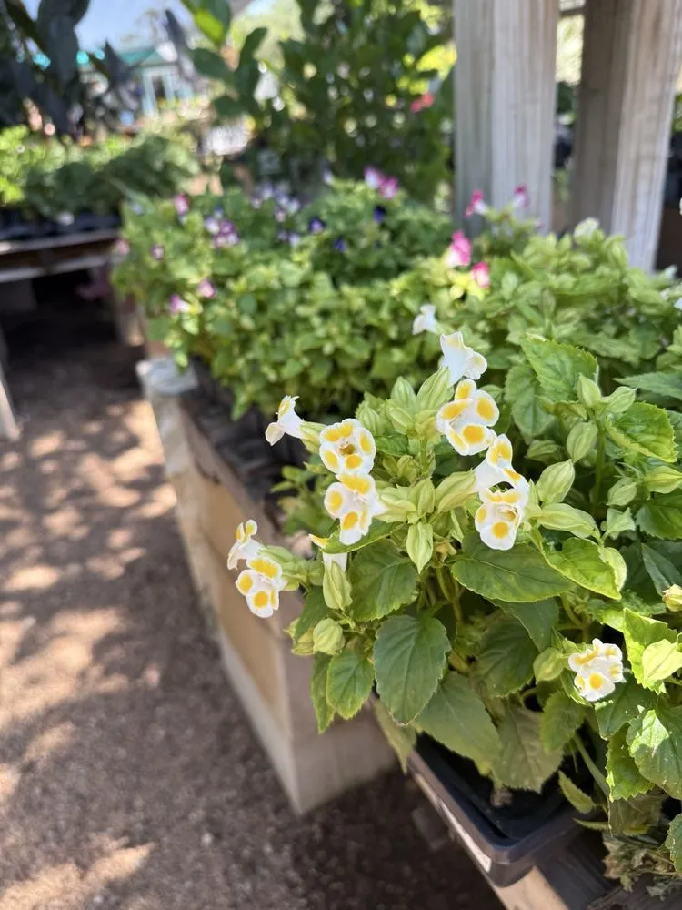 Custom outdoor landscaping in Austin, TX by Green Planet Scapes of Austin