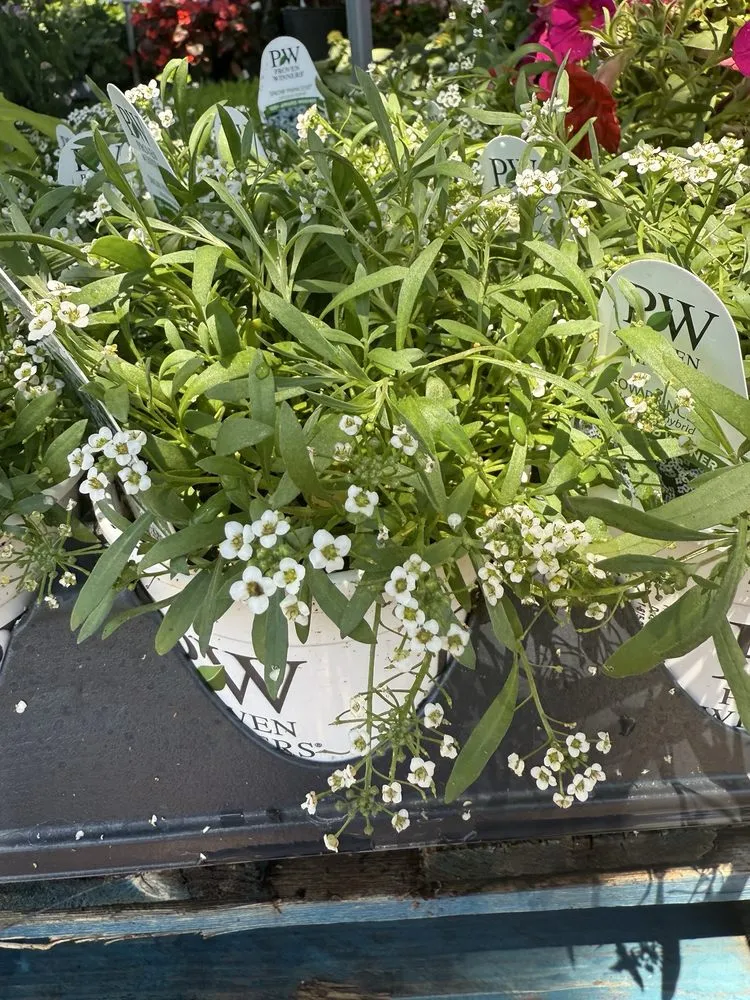 Professional outdoor landscaping in Austin, TX by Green Planet Scapes of Austin