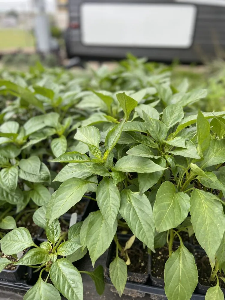 Trusted lawn care service experts serving Austin, TX - Green Planet Scapes of Austin