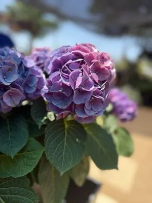 Green Planet Scapes of Austin Logo