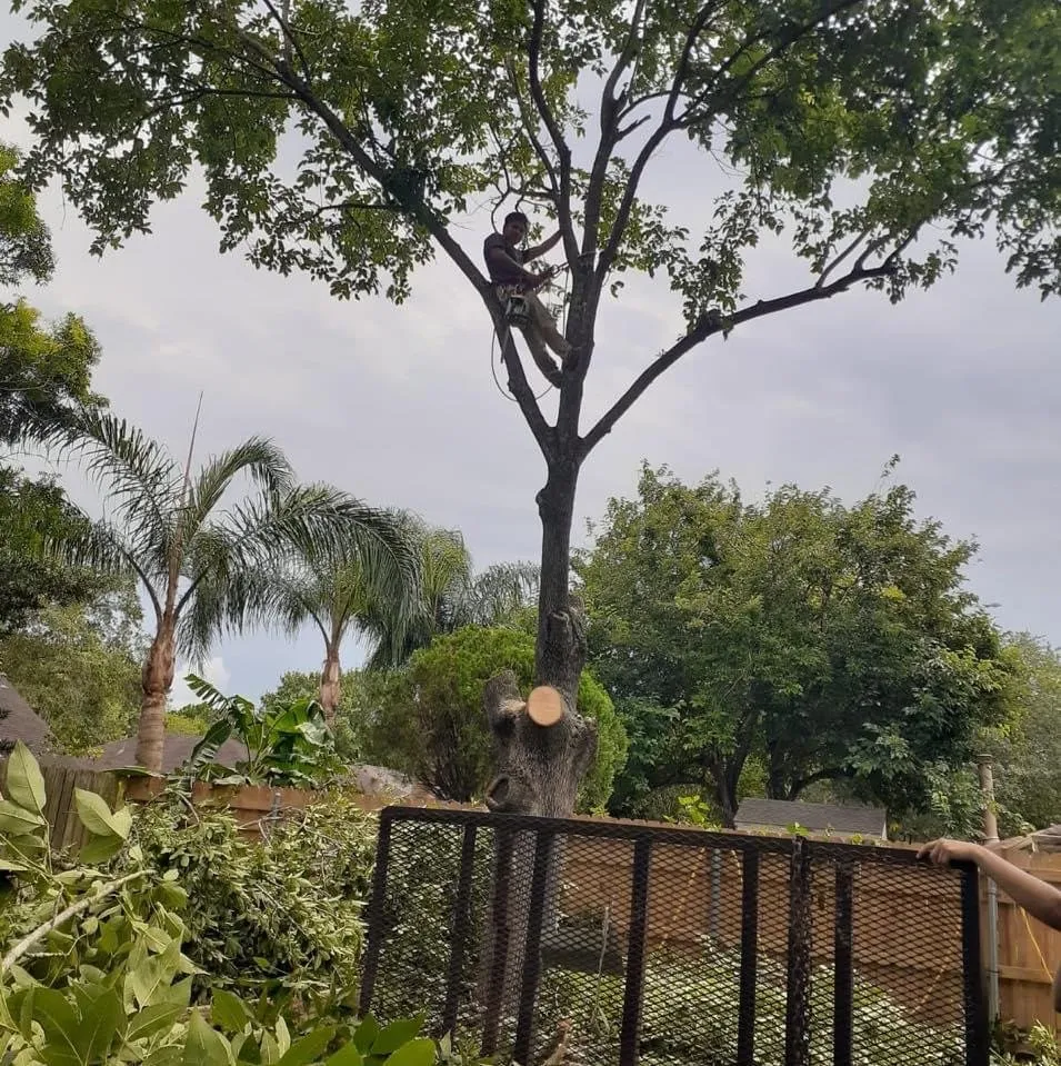 Local residential landscaping in League City, TX by Green Planet Tree Service