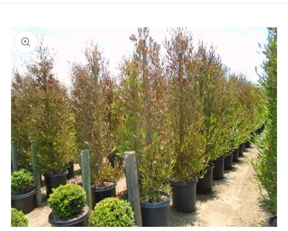 Expert lawn mowing service for beautiful yards in Santa Ana, CA by Green Plus Landscaping