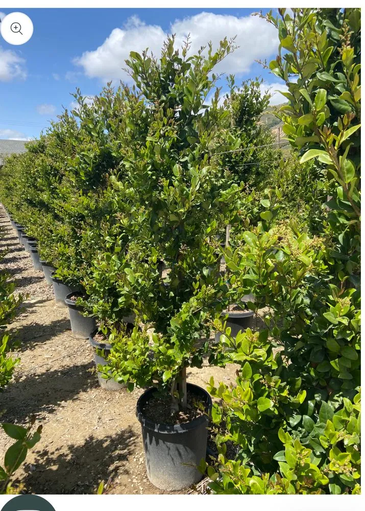 Trusted landscape installation experts serving Santa Ana, CA - Green Plus Landscaping