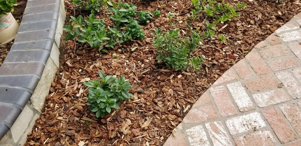 Professional yard maintenance near you in Diamond Bar, CA by Green Point Landscape and Contractor