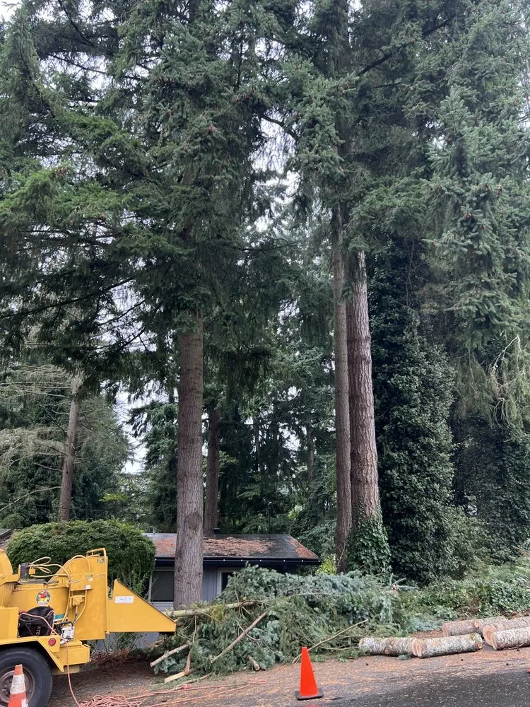 Expert lawn care service in Lakewood, WA - Green Projects Landscape