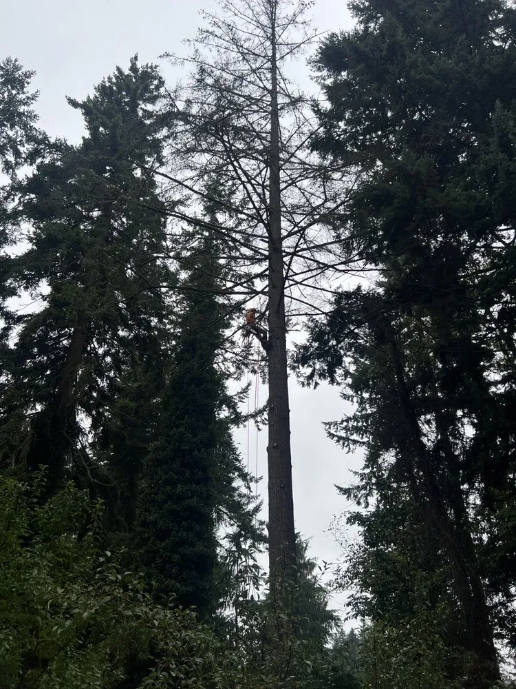 Reliable landscape installation for homes across Lakewood, WA - Green Projects Landscape