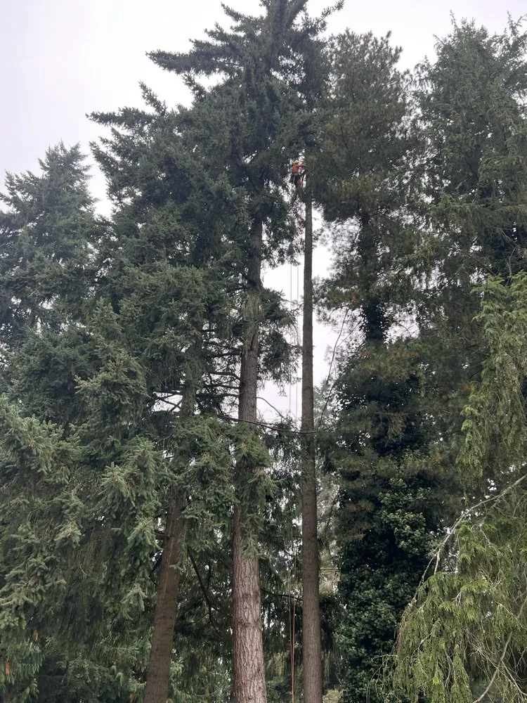 Local landscape installation in Lakewood, WA - Green Projects Landscape