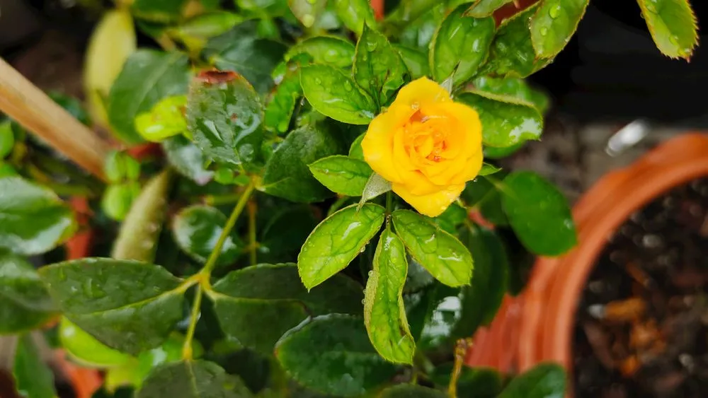 Local yard maintenance experts serving Fredericksburg, VA - Green Pulse Landscape