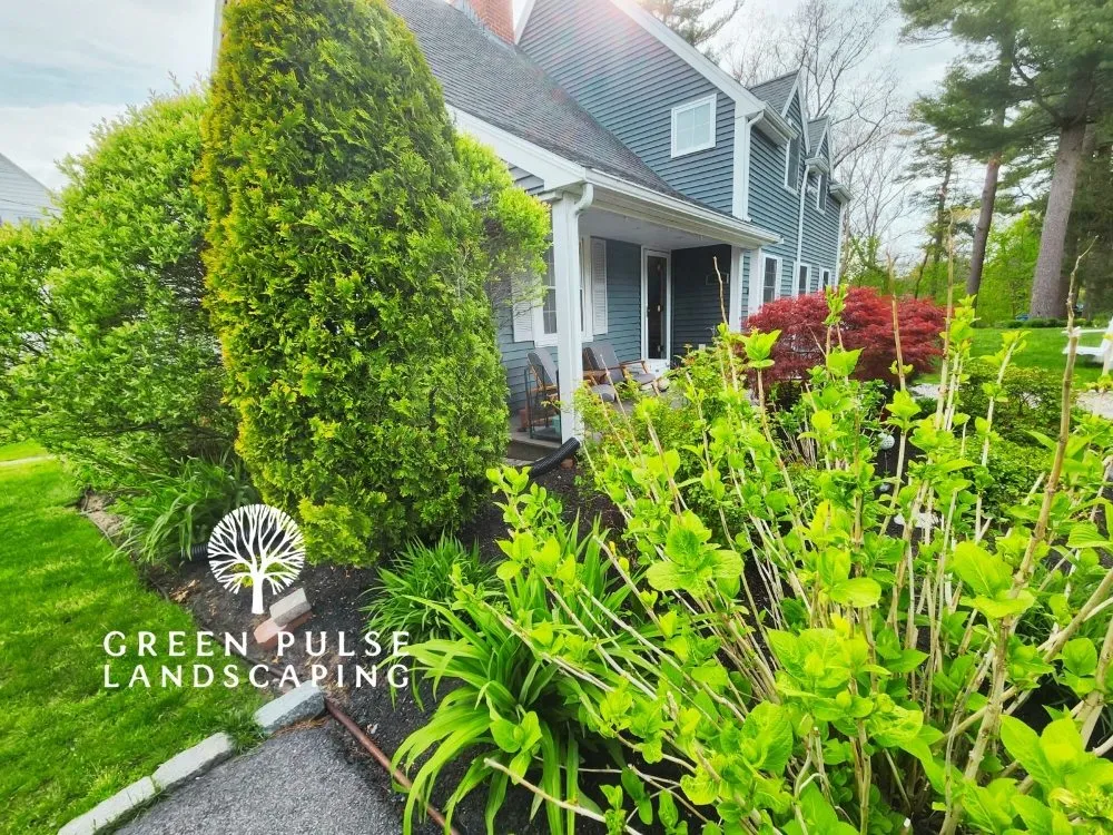 Local yard maintenance in Whitman, MA - Green Pulse Landscaping