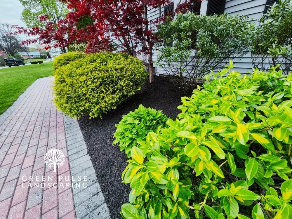 Local residential landscaping for homes in Whitman, MA by Green Pulse Landscaping