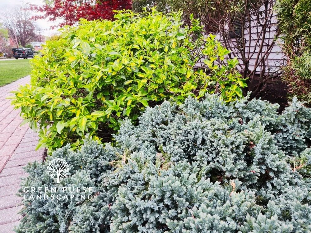 Local landscaping services near you in Whitman, MA by Green Pulse Landscaping