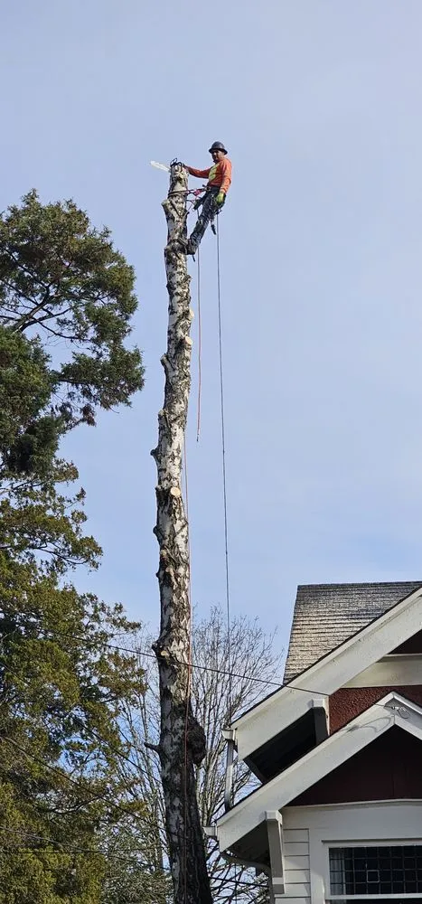 Expert yard cleanup service with custom design across Marysville, WA - Green Ranch Landscaping Service