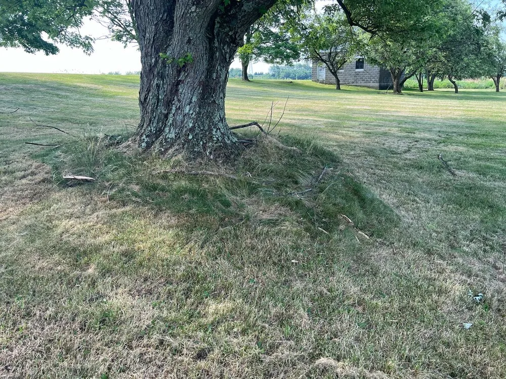 Affordable yard cleanup service in Fairmount City, PA - Green Rescue
