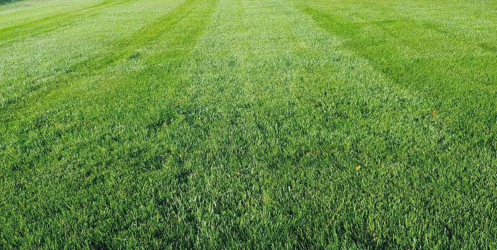 Trusted yard cleanup service in Rockford, IL - Green Rescue Lawncare