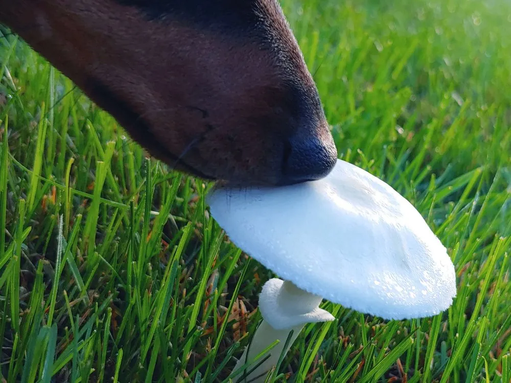 Custom landscaping services for year-round maintenance in Rockford, IL by Green Rescue Lawncare