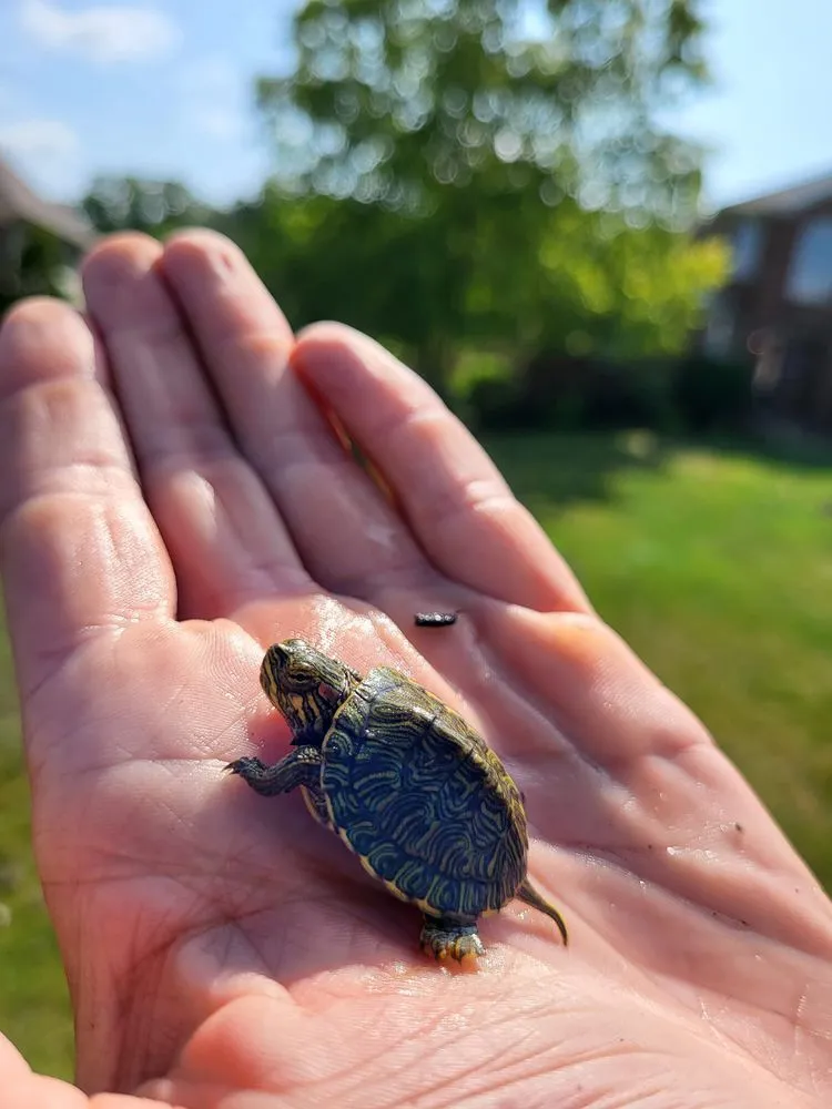 Professional yard maintenance in Rockford, IL - Green Rescue Lawncare