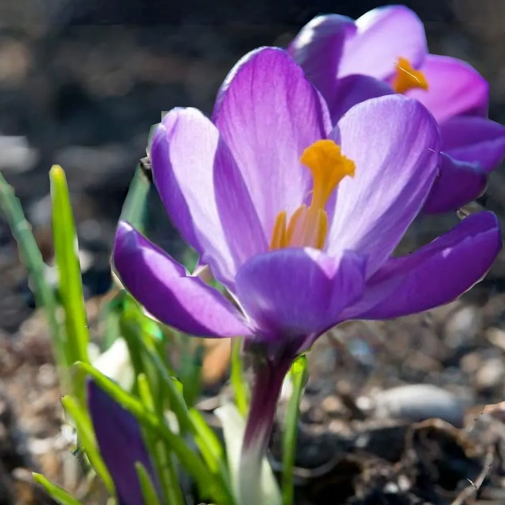 Custom residential landscaping for homes across Rockford, IL - Green Rescue Lawncare