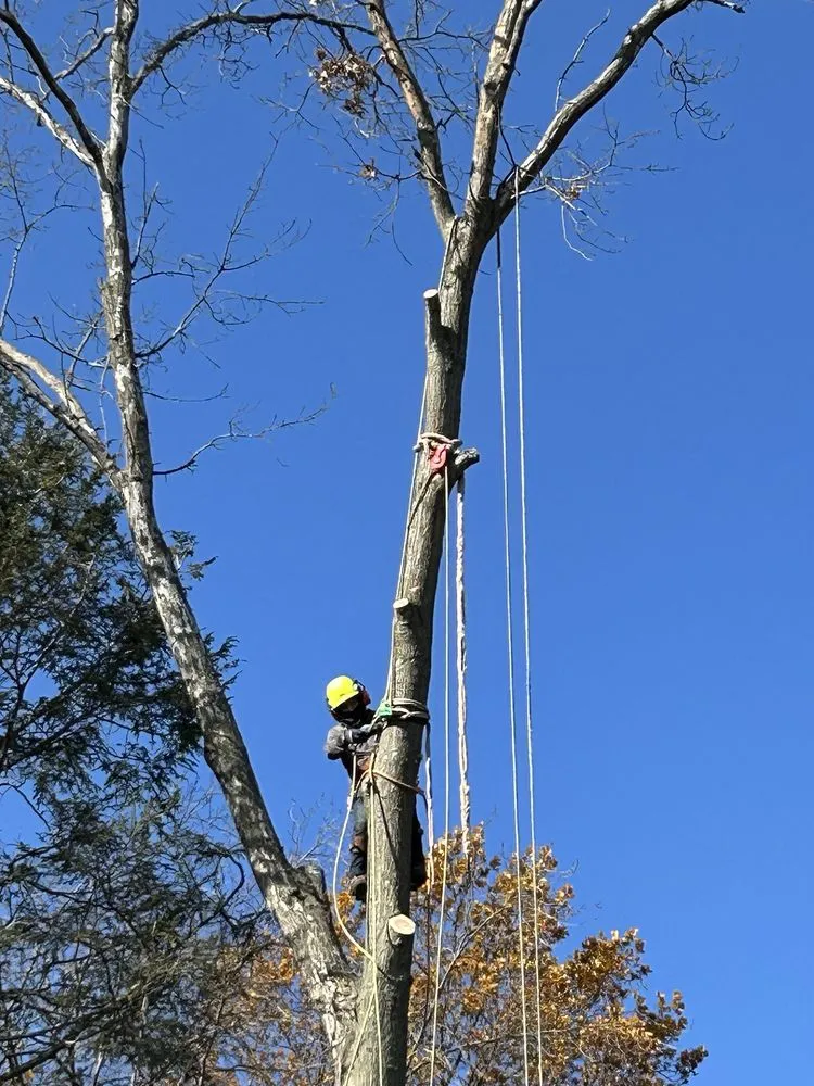 Local lawn mowing service for beautiful yards across Freehold, NJ - Green Rite Tree Service