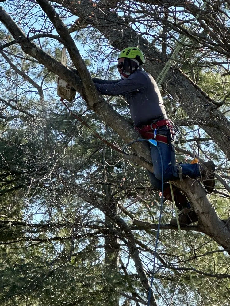 Local yard maintenance in Freehold, NJ - Green Rite Tree Service