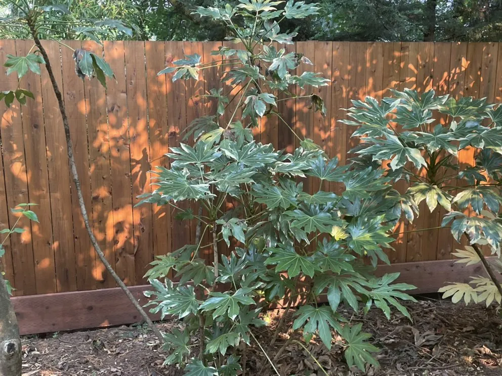 Reliable lawn mowing service in Wilsonville, OR - Green River Irrigation & Landscape