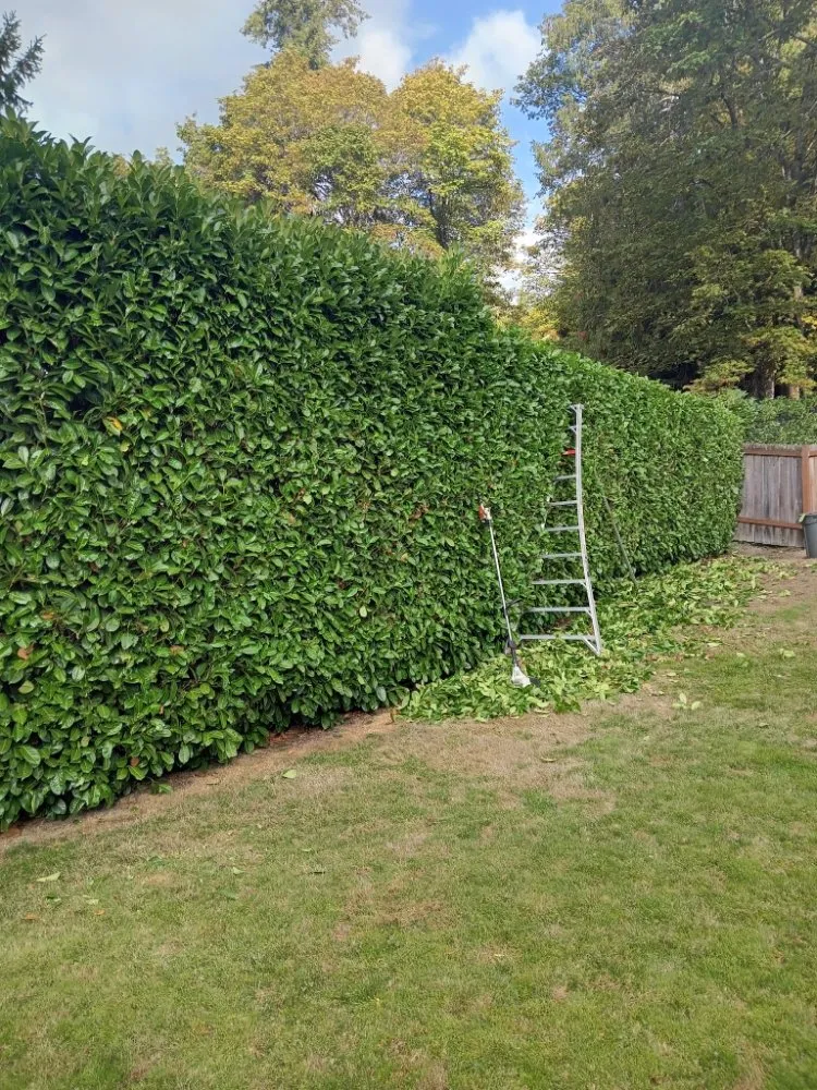 Professional landscaping services experts serving Seattle, WA - Green River Landscaping