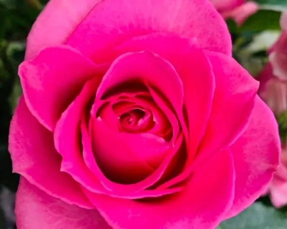 Top-rated lawn care service for outdoor upgrades in Durham, NC by Green Roots Lawn Care